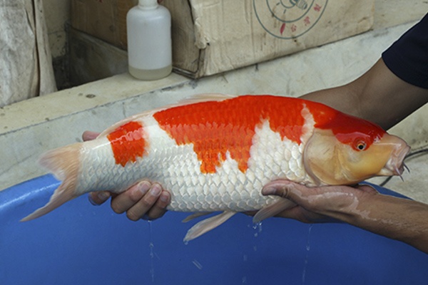 22-桃太郎紅白-57cm-母-2014年產-10000起標-(2016國際錦鯉養殖場-1)-4.jpg