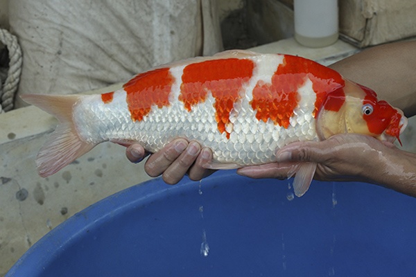 26-紅白-45cm-母-2015年產-20000起標-(2016國際錦鯉養殖場-1)-3.jpg