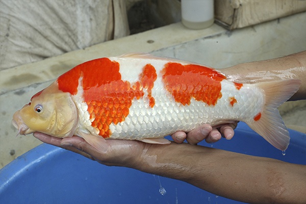 26-紅白-45cm-母-2015年產-20000起標-(2016國際錦鯉養殖場-1)-4.jpg