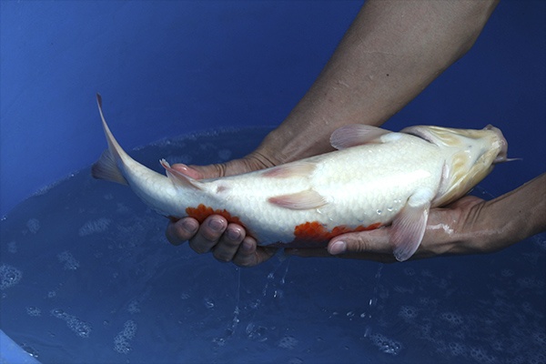 29-紅白-44cm-母高-2015年產-3000起標-(2016國際錦鯉養殖場-1)-4.jpg