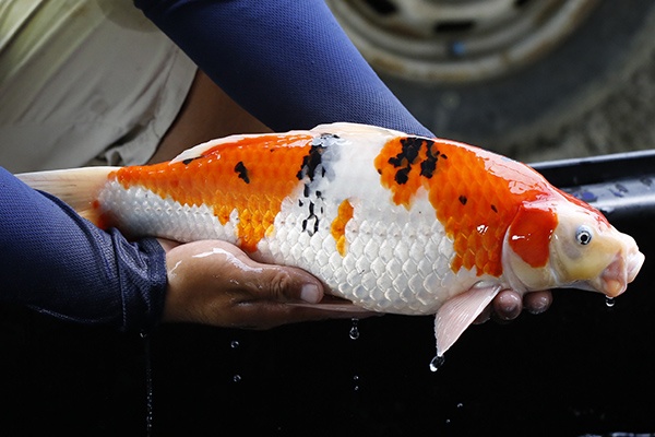 04-大正三色-45cm-母-2015年產-3000起標-(2016大將錦鯉拍賣會-1)-3.jpg