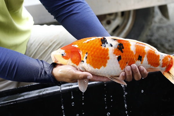 07-大正三色-45cm-母-2015年產-3000起標-(2016大將錦鯉拍賣會-1)-3.jpg