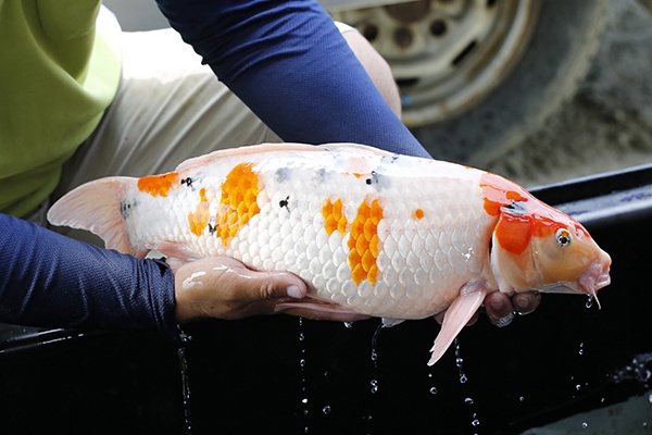 09-大正三色-53cm-母-2015年產-3000起標-(2016大將錦鯉拍賣會-1)-3.jpg