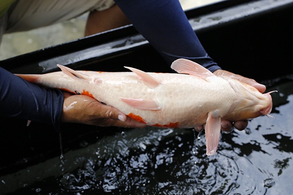 09-大正三色-53cm-母-2015年產-3000起標-(2016大將錦鯉拍賣會-1)-4.jpg