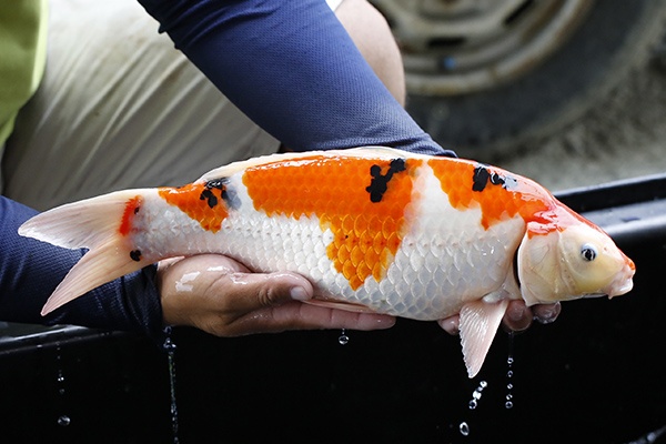 10-大正三色-44cm-母-2015年產-3000起標-(2016大將錦鯉拍賣會-1)-2.jpg