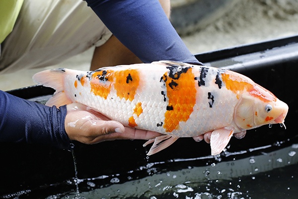 11-大正三色-49cm-母-2015年產-3000起標-(2016大將錦鯉拍賣會-1)-2.jpg