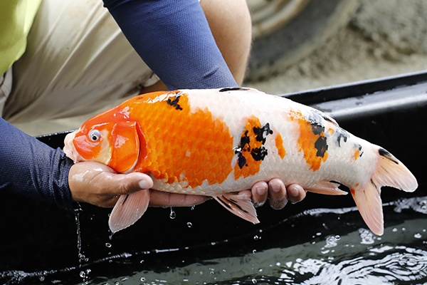 11-大正三色-49cm-母-2015年產-3000起標-(2016大將錦鯉拍賣會-1)-3.jpg