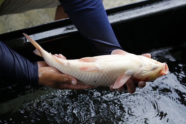 13-大正三色-45cm-母-2015年產-3000起標-(2016大將錦鯉拍賣會-1)-4.jpg