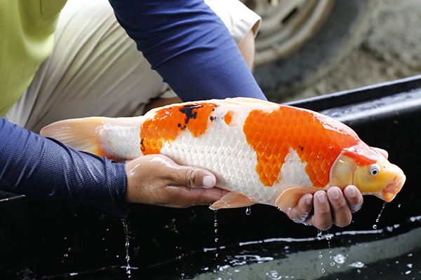 14-大正三色-45cm-母-2015年產-3000起標-(2016大將錦鯉拍賣會-1)-2.jpg