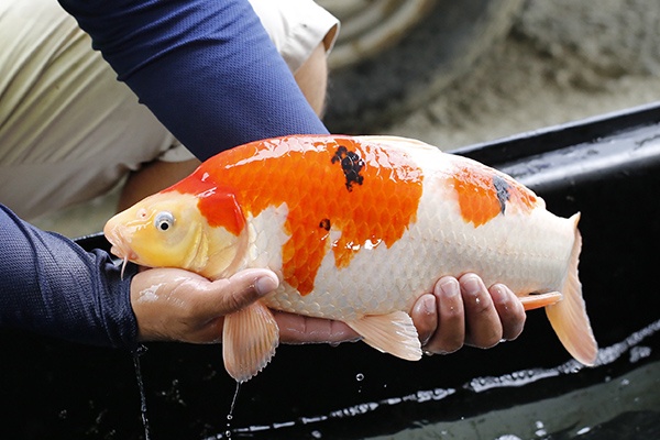 14-大正三色-45cm-母-2015年產-3000起標-(2016大將錦鯉拍賣會-1)-3.jpg