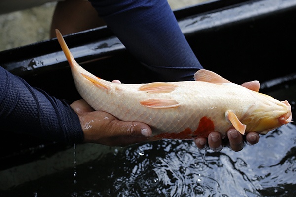 14-大正三色-45cm-母-2015年產-3000起標-(2016大將錦鯉拍賣會-1)-4.jpg