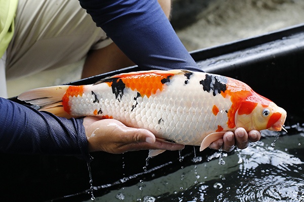 15-大正三色(桃園市愛鯉比賽-大正45部季軍)-45cm-母-2015年產-5000起標-(2016大將錦鯉.jpg