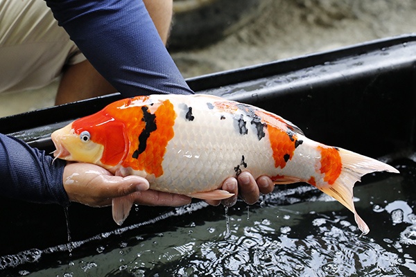 15-大正三色(桃園市愛鯉比賽-大正45部季軍)-45cm-母-2015年產-5000起標-(2016大將錦鯉.jpg