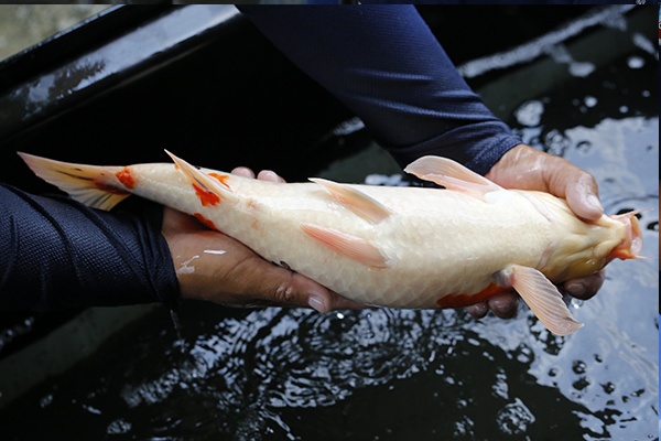 15-大正三色(桃園市愛鯉比賽-大正45部季軍)-45cm-母-2015年產-5000起標-(2016大將錦鯉.jpg