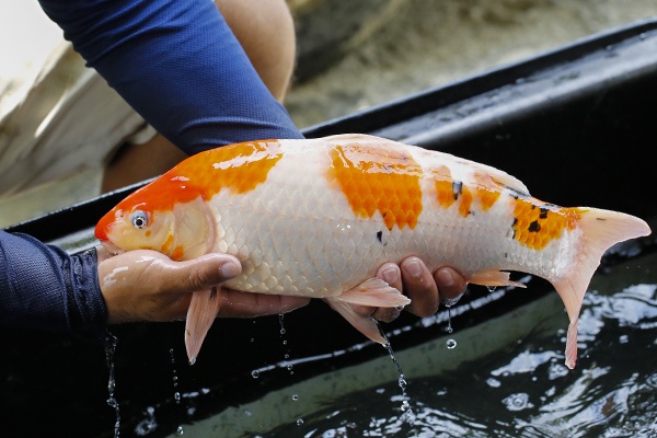 16-大正三色-47cm-母-2015年產-3000起標-(2016大將錦鯉拍賣會-1)-3.jpg