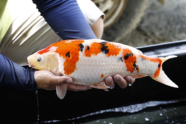 17-大正三色(桃園市愛鯉比賽-大正45部亞軍)-45cm-母-2015年產-5000起標-(2016大將錦鯉.jpg