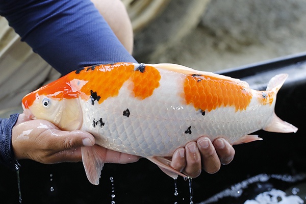 18-大正三色-45cm-母-2015年產-5000起標-(2016大將錦鯉拍賣會-1)-2.jpg