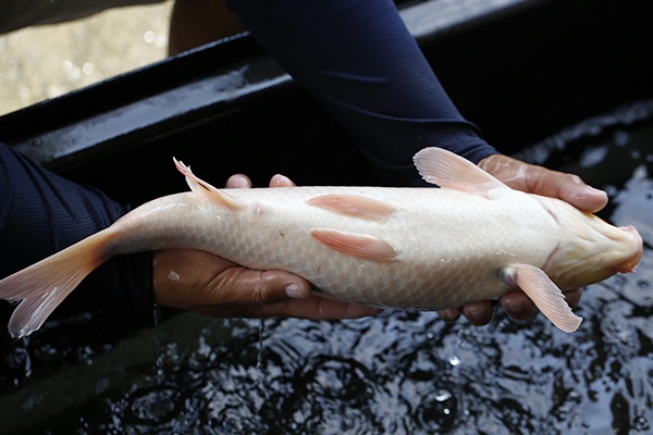 18-大正三色-45cm-母-2015年產-5000起標-(2016大將錦鯉拍賣會-1)-4.jpg