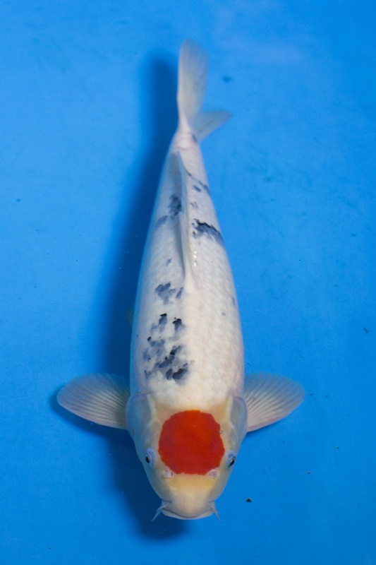 20-丹頂三色-49cm-公-2015年產-3000起標-(2016大將錦鯉拍賣會-1)-1.jpg