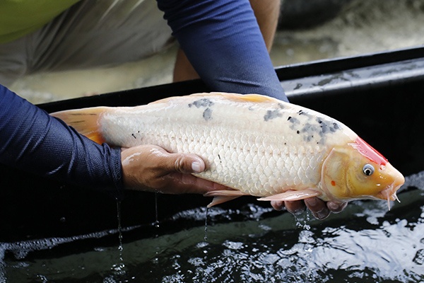 20-丹頂三色-49cm-公-2015年產-3000起標-(2016大將錦鯉拍賣會-1)-2.jpg