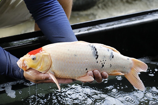 20-丹頂三色-49cm-公-2015年產-3000起標-(2016大將錦鯉拍賣會-1)-3.jpg