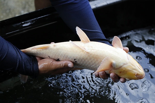 20-丹頂三色-49cm-公-2015年產-3000起標-(2016大將錦鯉拍賣會-1)-4.jpg