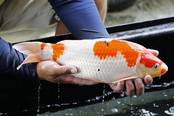 21-大正三色-41cm-公-2015年產-3000起標-(2016大將錦鯉拍賣會-1)-2.jpg