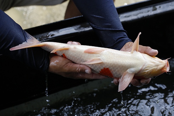 21-大正三色-41cm-公-2015年產-3000起標-(2016大將錦鯉拍賣會-1)-4.jpg