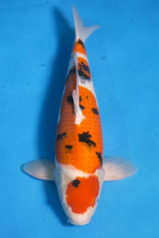 22-大正三色-49cm-公-2015年產-5000起標-(2016大將錦鯉拍賣會-1)-1.jpg