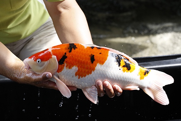 22-大正三色-49cm-公-2015年產-5000起標-(2016大將錦鯉拍賣會-1)-4.jpg