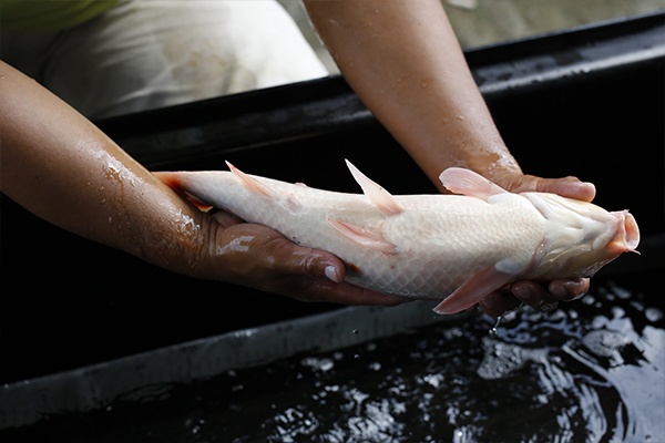 23-大正三色-47cm-母-2015年產-3000起標-(2016大將錦鯉拍賣會-1)-4.jpg