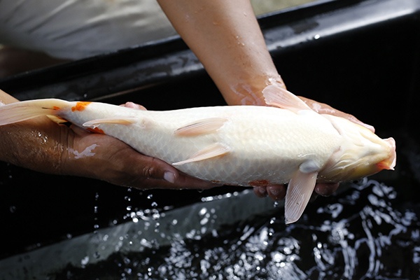 24-大正三色-46cm-母-2015年產-3000起標-(2016大將錦鯉拍賣會-1)-4.jpg