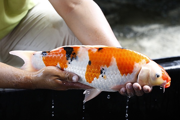 25-大正三色-46cm-母-2015年產-3000起標-(2016大將錦鯉拍賣會-1)-3.jpg