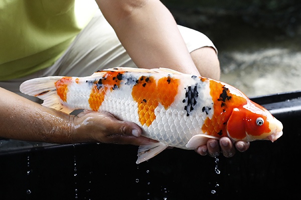 26-大正三色-48cm-母-2015年產-3000起標-(2016大將錦鯉拍賣會-1)-3.jpg