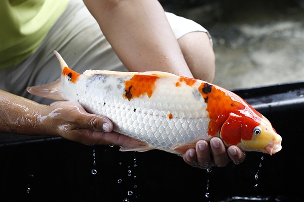 28-大正三色-47cm-母-2015年產-3000起標-(2016大將錦鯉拍賣會-1)-4.jpg