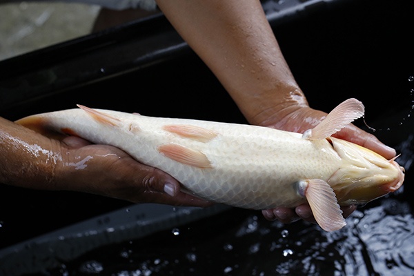 28-大正三色-47cm-母-2015年產-3000起標-(2016大將錦鯉拍賣會-1)-5.jpg