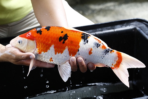 30-大正三色-45cm-公-2015年產-3000起標-(2016大將錦鯉拍賣會-1)-3.jpg