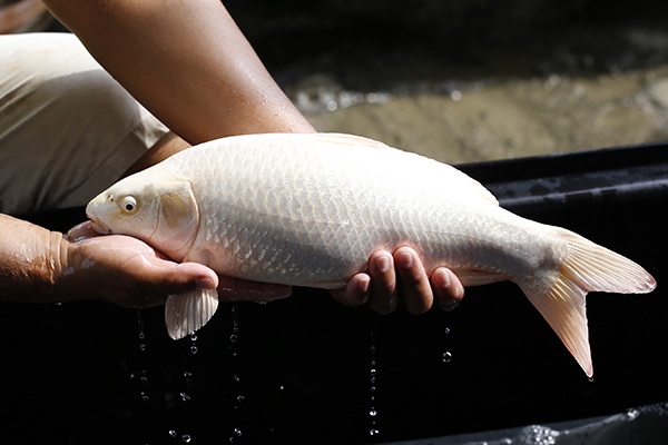 32-白金-45cm-不明-2015年產-2000起標-(2016大將錦鯉拍賣會-1)-3.jpg