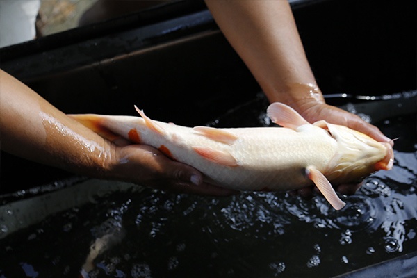 34-大正三色-48cm-母-2015年產-3000起標-(2016大將錦鯉拍賣會-1)-4.jpg