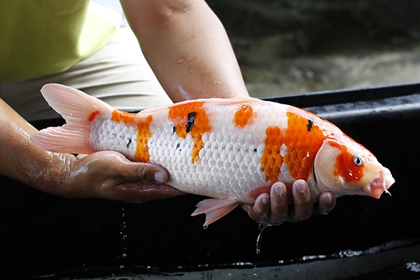 35-大正三色-47cm-公-2015年產-3000起標-(2016大將錦鯉拍賣會-1)-2.jpg