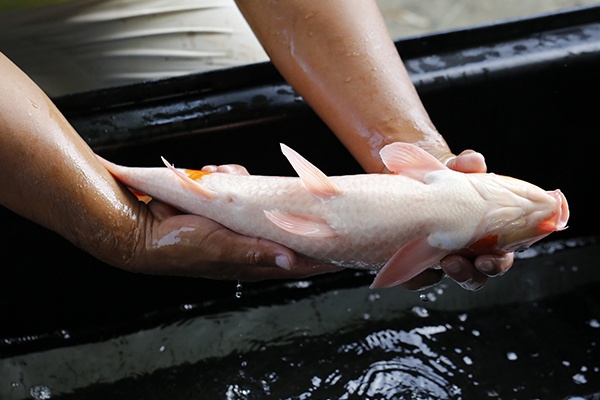 35-大正三色-47cm-公-2015年產-3000起標-(2016大將錦鯉拍賣會-1)-4.jpg