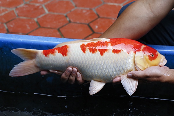 07-紅白-炮彈(紅獅王產)-50cm-母-2015年產-3萬起標-(2016御三家錦鯉拍賣會-p3)-2.jpg.jpg