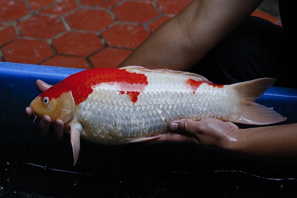 07-紅白-炮彈(紅獅王產)-50cm-母-2015年產-3萬起標-(2016御三家錦鯉拍賣會-p3)-3.jpg.jpg