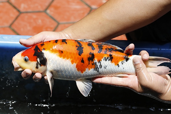 35-大正三色(錢豹產)-38cm-母-2015年產-3000起標-(2016御三家錦鯉拍賣會-p3)-3.jpg.jpg