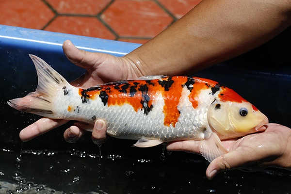 35-大正三色(錢豹產)-38cm-母-2015年產-3000起標-(2016御三家錦鯉拍賣會-p3)-2.jpg.jpg