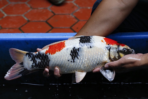 11-昭和三色-47cm-公-2014年產-5000起標-(2016御三家錦鯉拍賣會-p3)-3.jpg