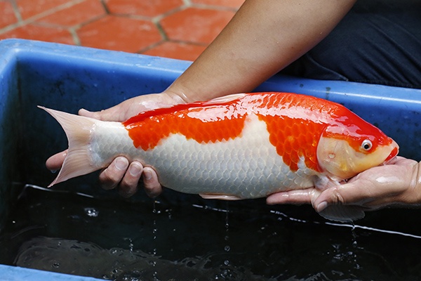 14-紅白(紅獅王產)-45cm-母-2015年產-5000起標-(2016御三家錦鯉拍賣會-p3)-2.jpg.jpg