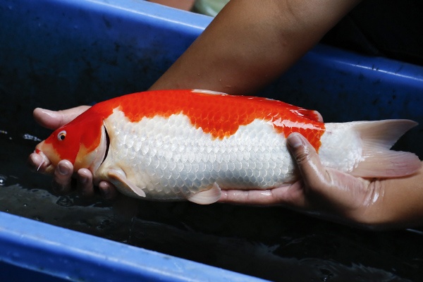 14-紅白(紅獅王產)-45cm-母-2015年產-5000起標-(2016御三家錦鯉拍賣會-p3)-3.jpg.jpg