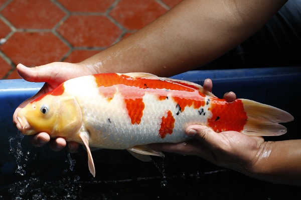 41-大正三色(錢豹產)-44cm-母-2015年產-3000起標-(2016御三家錦鯉拍賣會-p3)-2.jpg.jpg