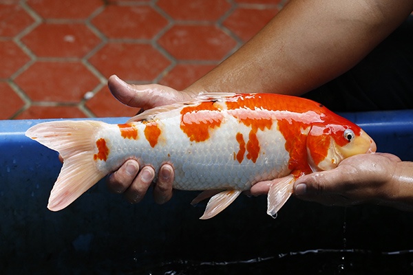 42-大正三色(錢豹產)-44cm-不明-2015年產-3000起標-(2016御三家錦鯉拍賣會-p3)-2.jpg.jpg